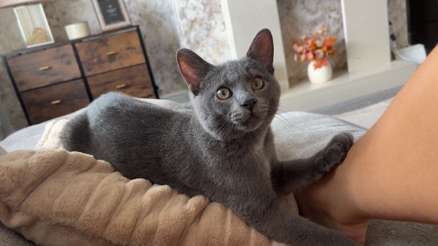 8 month of boy kitten