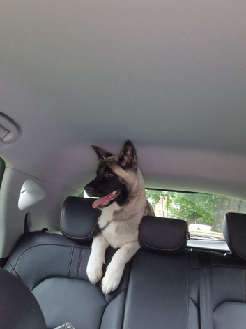 American akita girl