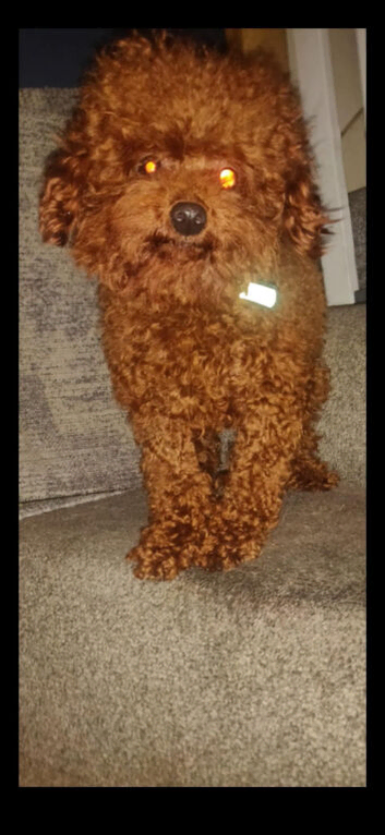 Asian deep red poodle