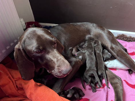 GSP puppies available to reserve