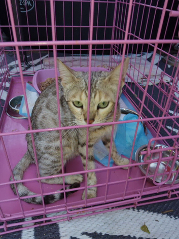 5 bengal kittens