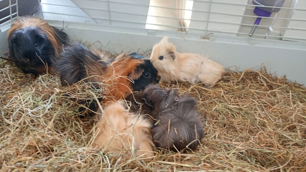 Male and female baby guinea pigs