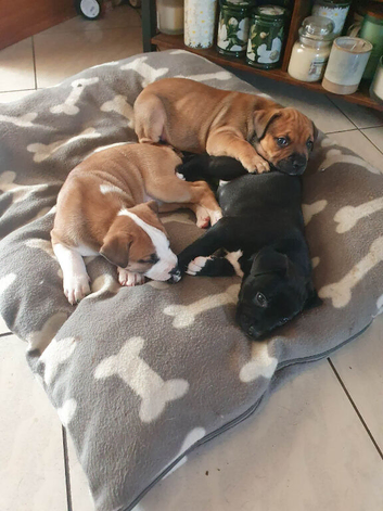 French bull/ staff/ Labradors