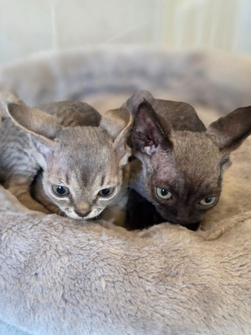 Devon Rex Pedigree TICA Registered