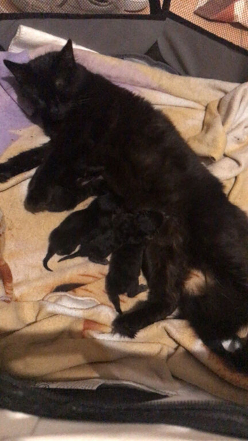 Kittens