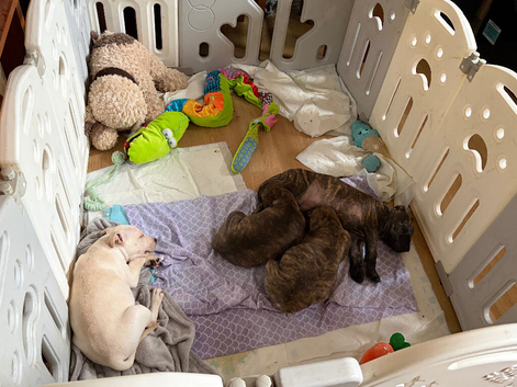3 male puppies for sale