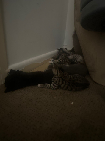 Part bengal x