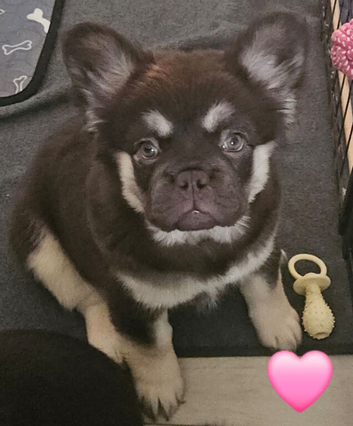 1 boy 1 girl looking for their forever home