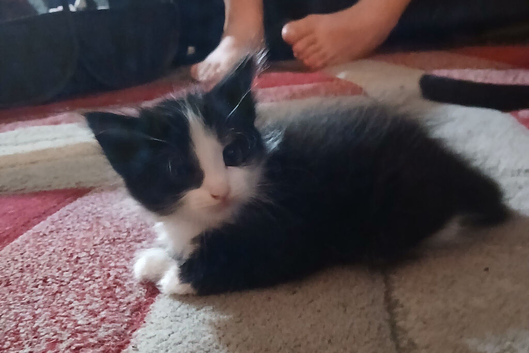 Tuxedo fluffly kittens