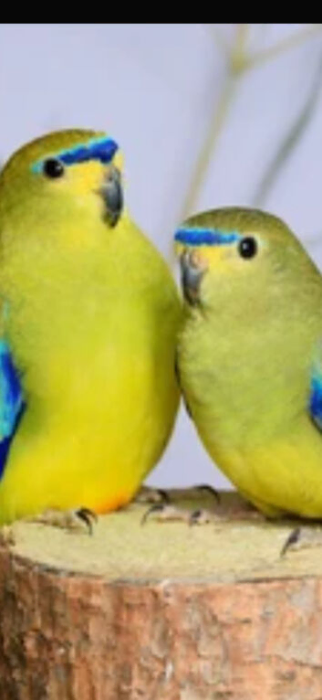 Pair of elegants parrakeets