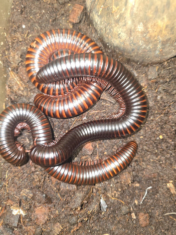 3 giant African millipedes