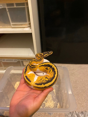 CB22 Female pastel Yellowbelly pied BP