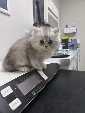 british short hair kittens