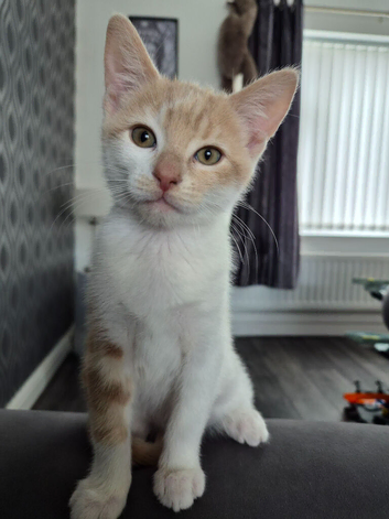 Beautiful ginger female kitten