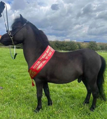 Miniature American horse