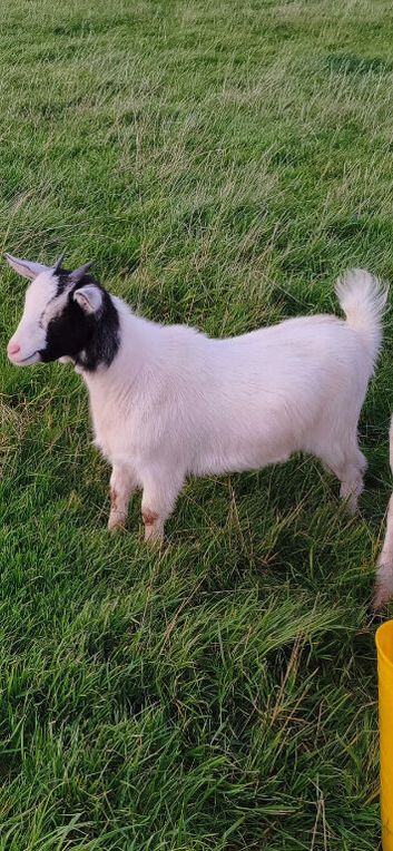 Pygmy nanny goat for sale