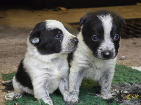 3 Boy Border Collie Pups left ready 10th October