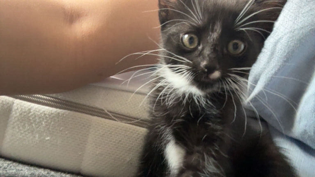 Kitten