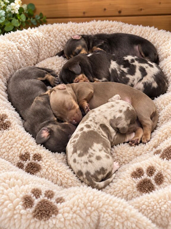 Amazing colours miniature dachshund puppies