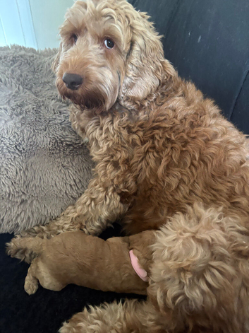 &ldquo;Beautiful litter of healthy puppies looking for loving forever homes. Raised in our family home with lots of care and attention, the puppies are well