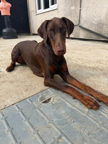 Beautiful Tanned Doberman 11 months old