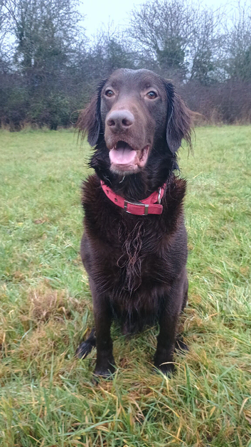 Stud dog Liver flat coated retriever for stud &pound;500 stud fee