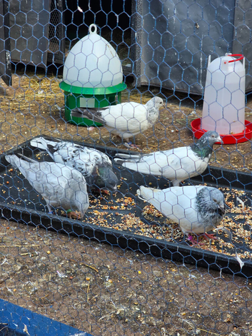 Pakistani pigeons