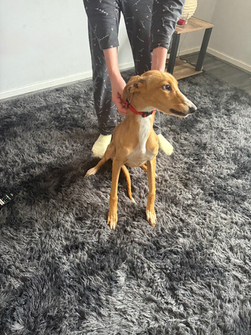 Whippet girl 6 months old