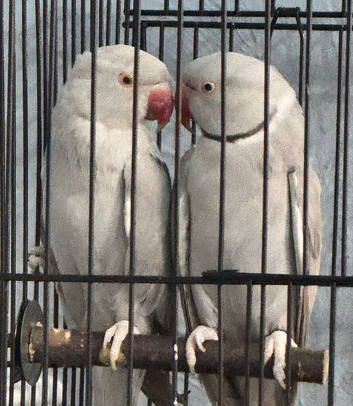 Beautiful VIP Pale/grey bonded indian ringneck mutation pair