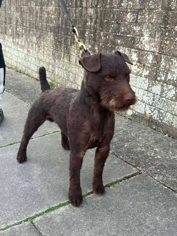 Well stamped working patterdale for stud