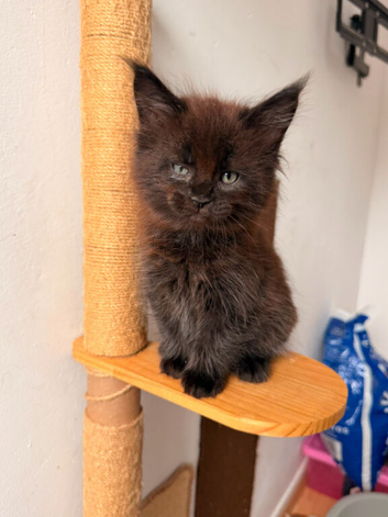 FIVE MAINE COON (TWO POLYDACTYL) KITTENS LOOKING FOR LOVING HOME