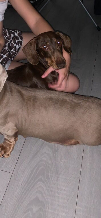 Rose Choclate Miniture dachshund for sale