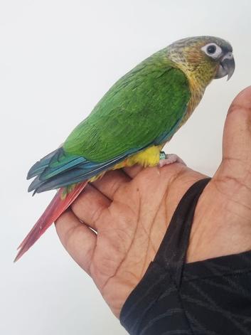 Baby conure with new cage