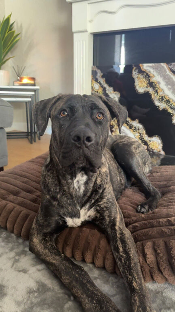Roco - Presa Canario &times; Cane Corso - 9 Months Old