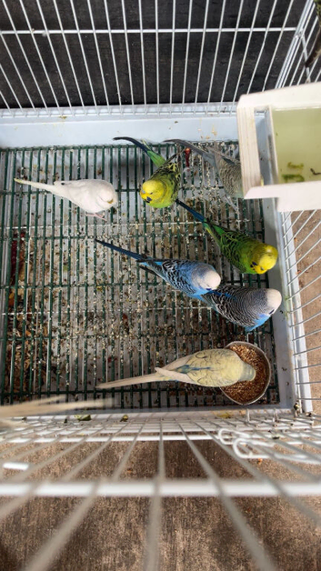 Budgies