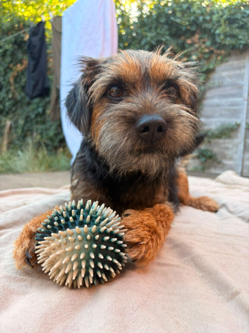 Border terrier x jack russel