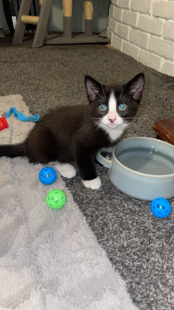 LAST TWO LEFT grey girl and black and white boy ragdoll cross russian blue