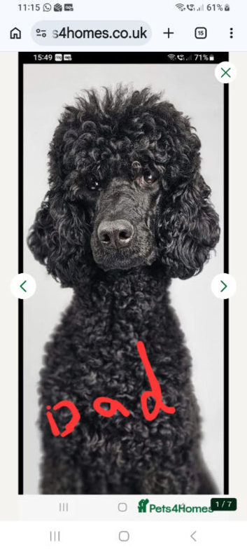 My kc standard Poodle, stud only