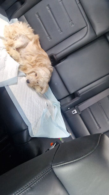 Cockapoo