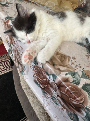 Kittens for sale