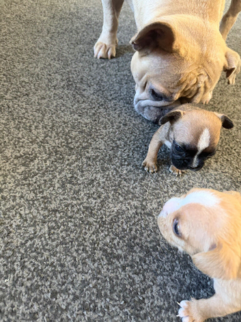 Gorgeous Frenchel puppies (Frenchie x cavalier) only 2 girls left now