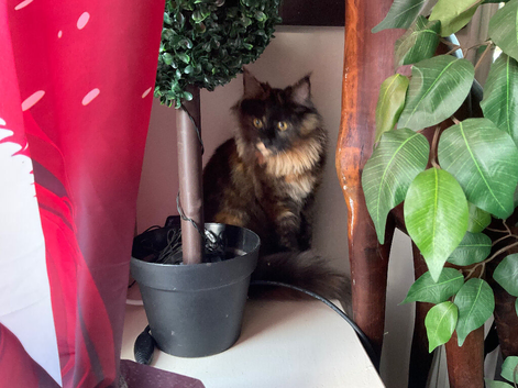 Beautiful Maine Coon Tortie Female Kitten For Sale