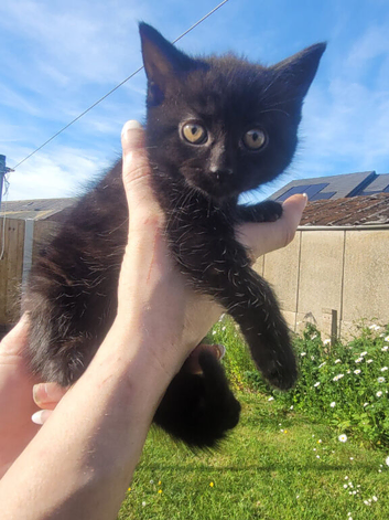 Kittens for sale