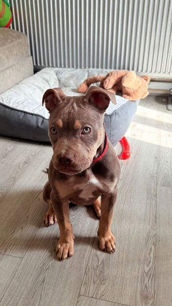 Female BULLY pup