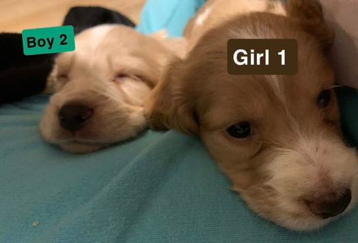 Cocker Spaniel Puppies