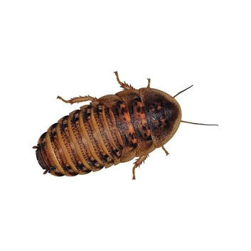 100 Dubia Roaches - collection only