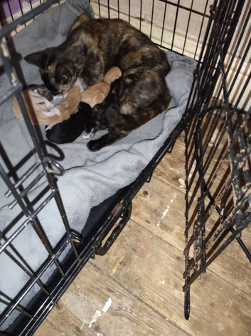 4 beautiful kittens