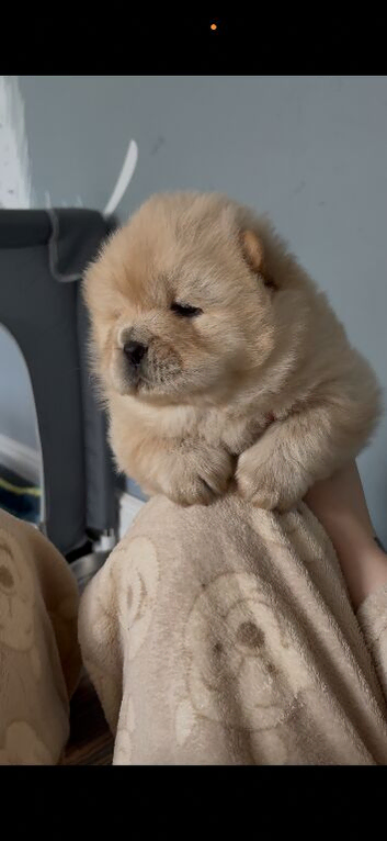 2 stunning chow chow puppies