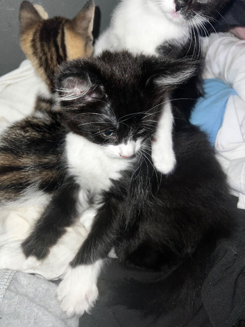 3 beautiful kittens