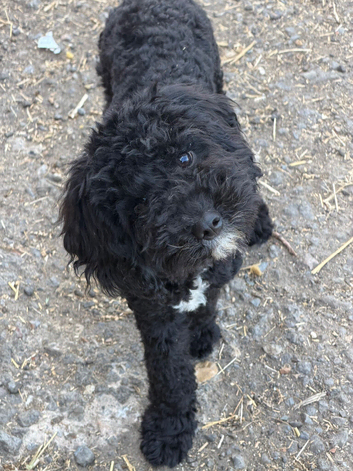 2 Hypoallergenic Cavapoo Boys